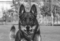 Addio a Falco, il cane eroe di Rigopiano che salvò 3 bimbi