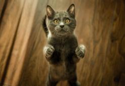 Se sei nevrotico lo sarà anche il tuo gatto: lo dice la scienza