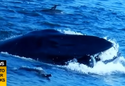 Sub ingoiato da una balena e "risputato": il video