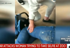 Vuole un selfie con il giaguaro, l'animale la attacca