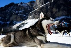 Uomo rimprovera un cane da slitta, i compagni si fermano e scioperano