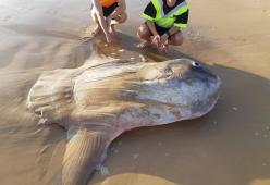 Trovato il leggendario "Mola Mola": è lungo più di 4 metri