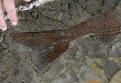 Ritrovato un cimitero di massa dei dinosauri che svela la catastrofe