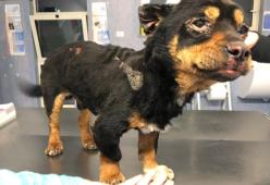 Cagnolino legato e torturato con il fuoco: è caccia all'uomo a Sassari