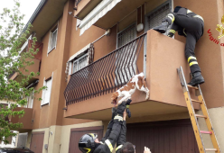Cane incastrato alla ringhiera del balcone: salvato dai pompieri