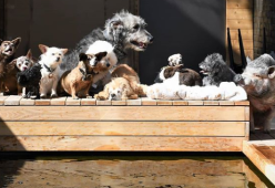 Adotta cani anziani che nessuno vuole: ecco la sua storia