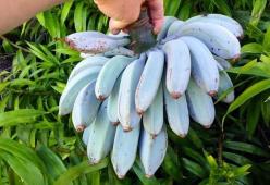 La banana blu al gusto di gelato alla vaniglia: ecco dove si trova