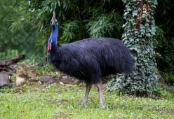 Uomo ucciso da un casuario, l’uccello più pericoloso del mondo
