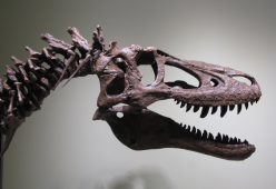 Baby T-Rex all'asta su eBay: gli scienziati protestano