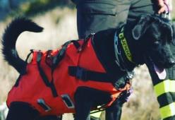 Morto il cane-eroe che salvò 3 vite dopo il terremoto dell'Aquila