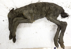 Ritrovato in Siberia un cavallo preistorico intatto