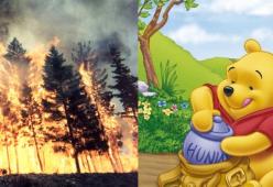Winnie the Pooh: distrutto il bosco dei 100 acri che ha ispirato i libri