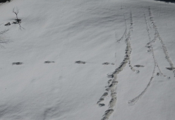 L'esercito indiano annuncia: "Abbiamo le foto che provano l'esistenza dello Yeti sull'Himalaya"