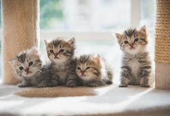 In Australia vogliono uccidere 2 milioni di gatti entro il 2020