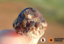 Australia, scoperto serpente con tre occhi