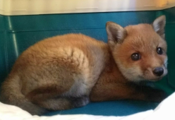 Cucciolo di volpe in fin di vita salvato da una donna nelle campagne milanesi