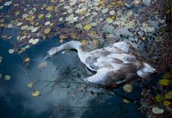 Cigno ucciso a bastonate, la compagna si lascia morire di fame