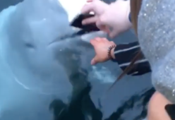 Lo smartphone cade in acqua, il beluga incredibilmente lo recupera e lo riporta al proprietario