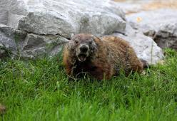 Coppia muore di peste bubbonica dopo aver mangiato carne cruda di marmotta
