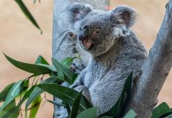 Addio koala: ormai sono solo 80mila e non riusciranno più a riprodursi