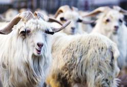 Dopo aver visto questo video di Peta, H&M dice STOP al cashmere