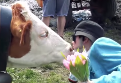 “Bacia una mucca”: ecco la nuova sfida del web