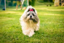 Sopprimono un cane sano per seppellirlo con la padrona