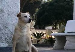 Ischia: morta la cagnetta fedele come Hachiko che aveva commosso il web