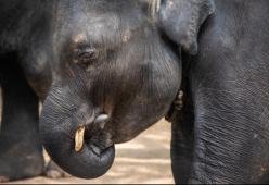 Phuket: è morto Dumbo, l'elefantino costretto a divertire i turisti