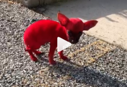 Colora il cane di rosso: bufera su un rapper americano