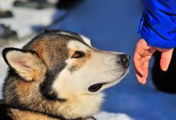 I cani riescono a fiutare le persone cattive: lo rivela uno studio
