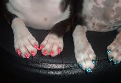 "Zampicure" con smalto per cani e gatti : ecco l'ultima follia umana