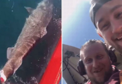 Tagliano la coda a uno squalo raro e lo rigettano in mare: il video choc