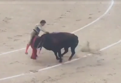 Torero incornato durante la corrida: la prognosi è molto grave