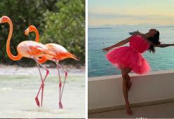 Sui social impazza la "flamingo pose": tutti in posa come fenicotteri