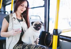 Milano, cani e gatti viaggeranno gratis sui mezzi pubblici