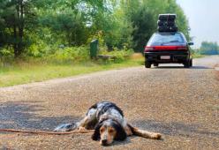 Cani abbandonati: già più di 350 nel primo ponte d'estate