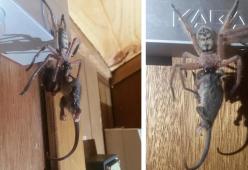 Ragno gigante divora un opossum: la foto da brividi diventa virale