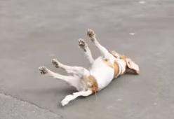 Video del cane che sviene di fronte alle anatre: ecco perché NON è divertente