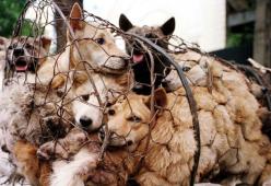 Torna l'incubo del Festival di Yulin e l'orrore dei cani bolliti vivi