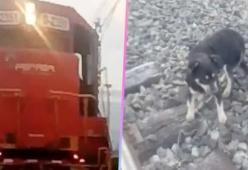 Cane incatenato ai binari del treno, ma il macchinista si ferma in tempo: il video