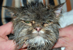 Gatto sopravvive a un lavaggio in lavatrice: la famiglia raccoglie fondi per le cure
