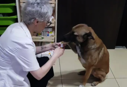 Cagnolina ferita entra in farmacia e chiede aiuto: il video commovente