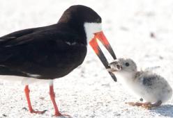 Uccello nutre il piccolo con un mozzicone: la foto straziante diventa virale