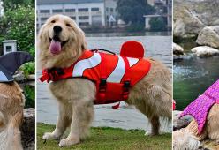 Arrivano i salvagente per il tuo cane... e sono simpaticissimi