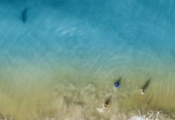 “Uscite dall’acqua!”: col drone scorge lo squalo che si avvicina alla sua famiglia