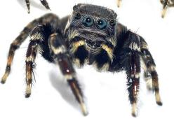Scoperti 5 terrificanti (e piccolissime) specie di ragni volanti