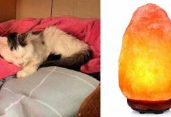 Gatto quasi morto dopo aver leccato una lampada di sale: è allarme