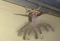 Creatura misteriosa trovata in una casa in Indonesia