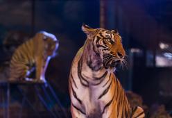 Domatore del Circo Orfei ucciso da quattro tigri